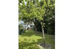 Doppelhaushälfte Kiel Ellerbek - 4 Zimmer, 101 m&sup2;, 395.000&euro; | Angebot:26720127