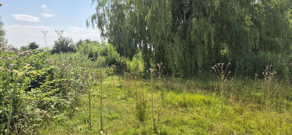 Ufergrundstück auf Eigenland in Heidkate, nahe Strand - Ferienhaus Wisch /Heidkate Heidkate | Angebot:27071489