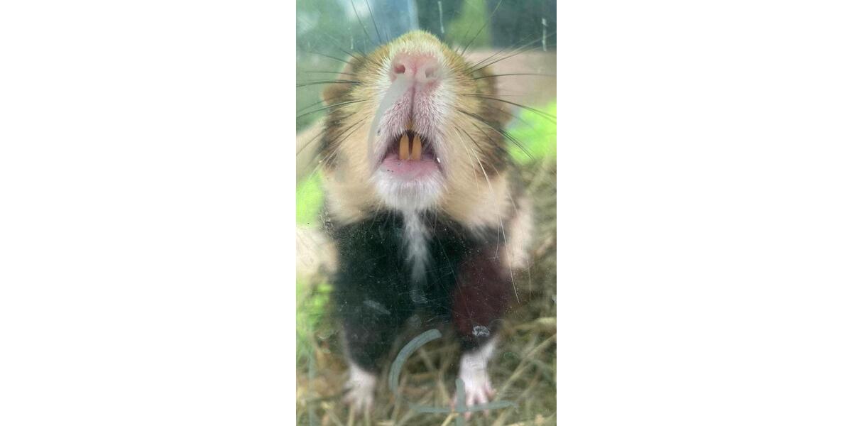 Haus WG mit und für Kind 6 zimmer