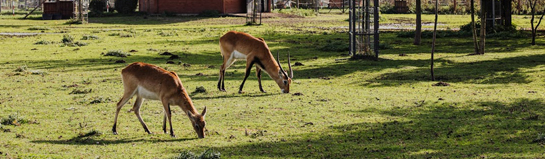 Wildpark Eekholt Schleswig-Holstein