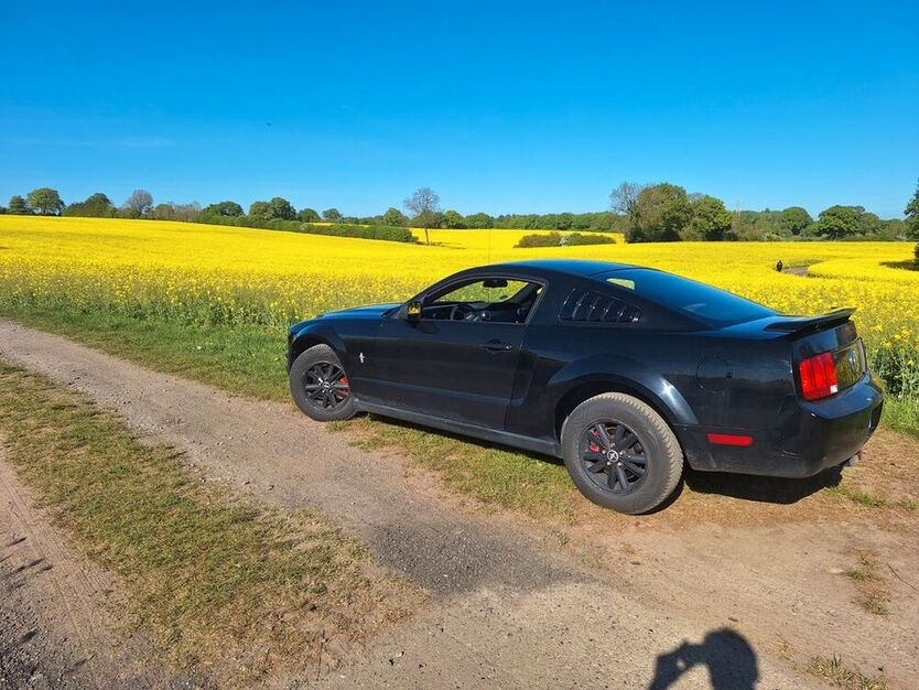 Mustang