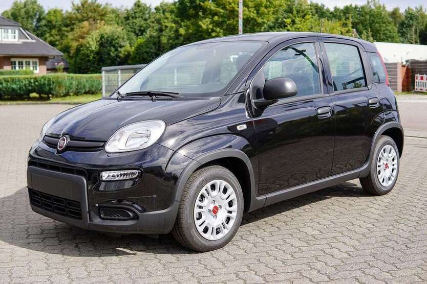 Panda