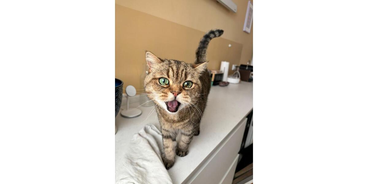 Maisonettenwohnung Kiel Wik - 5 Zimmer, 152 m&sup2;, 1.800&euro; | Angebot:26049707