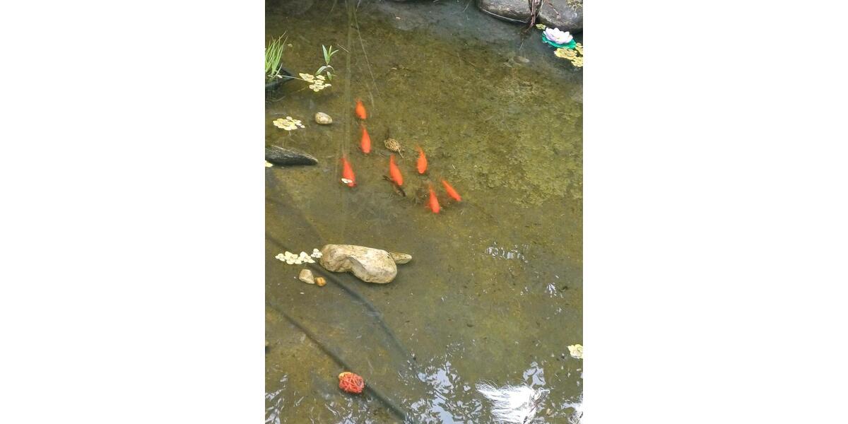 Frei Zimmer 8 zimmer